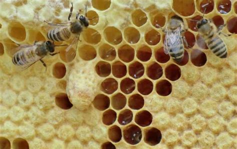 打耳洞不能吃什么 蜜蜂建巢